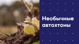 Что такое автохтоны и где их искать?