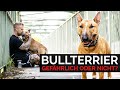 Miniature Bullterrier Rich | Gefährlicher Kampfhund oder nicht? Erfahrungsbericht und Rasseportrait