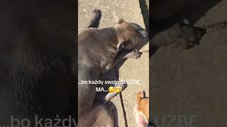 Bo w życiu trzeba umieć się ustawić 🤭 #bullyxl #american #dogshorts #doglife #funnydogs #foryou #dc