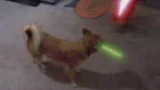 Star Wars - Jedi Dog - The Puppy Menace