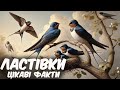 Ластівки цікаві факти