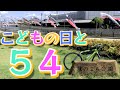 こどもの日と「５４」のゆるポタサイクリング