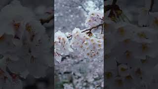 Japan Winter snow winter japan  tokyo 2023 like subscribe 日本 帯你去旅行 日本旅行