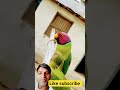 parrot | lovebirds | parrotlover | birds| pets |greenparrot |funny parrot | funnyanimal |cute |