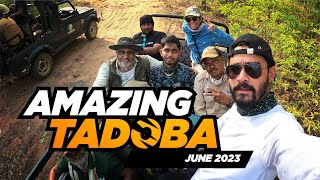 Amazing Tadoba 2023