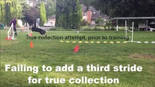 Dog Agility Jump Training True Collection Part 1