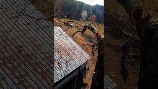 Spider Leg balancer over chicken houses! 🐔 #treelife #arborist #shortsvideo #climbing #fun #fyp