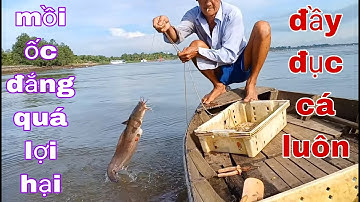 Không Ngờ Thử Nghiệm Giăng Câu Mồi Ốc Đắng Dính Cá Ngát Và Ba Sa Gỡ Liền Tay # SĂN BẮT ĐỒNG THÁP #