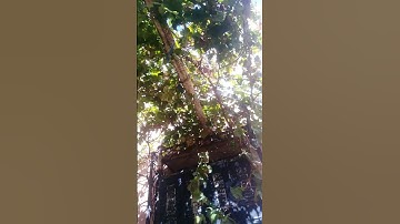 سورة الرحمان عروس القران