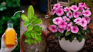 Top 6 VINCA PLANT Care Tips for Maximum Blooming..!