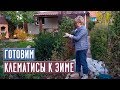 ОТПРАВЛЯЕМ КЛЕМАТИСЫ НА ЗИМОВКУ 🌟 Как правильно укрыть клематис? / Садовый гид