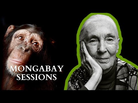 Celebrating the 90th birthday of Jane Goodall