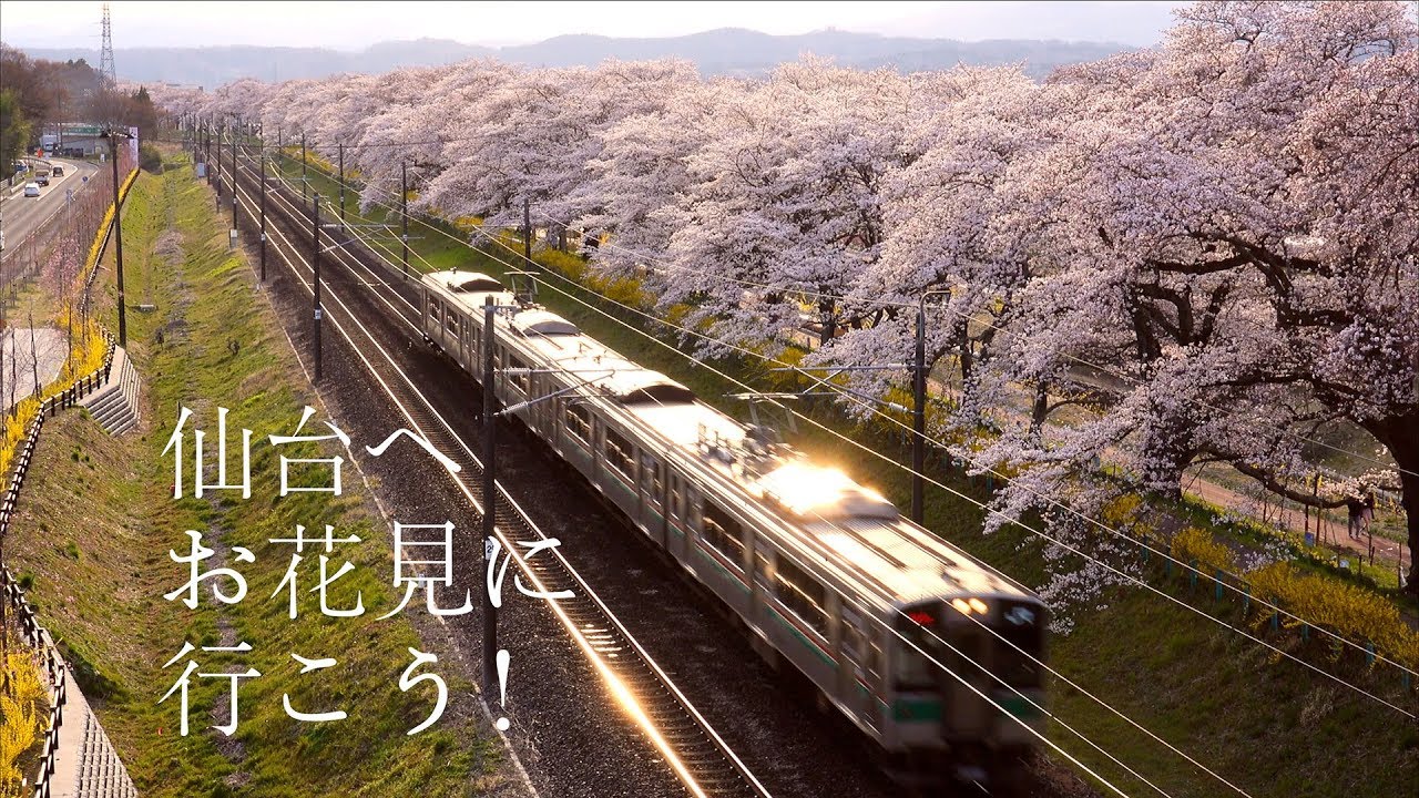 Jr東日本 仙台市觀光櫻花篇60秒廣告cf 仙台へお花見に行こう 自製 4k Youtube