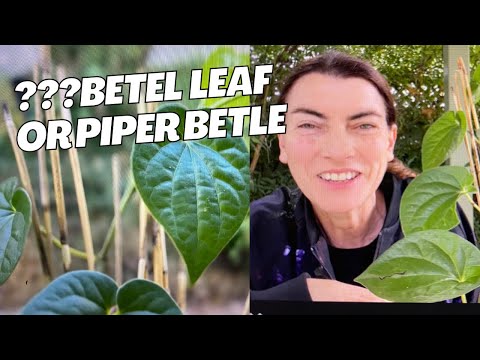Edible indoor plant - How to grow WILD BETEL LEAF VINE and eat it - YouTube
