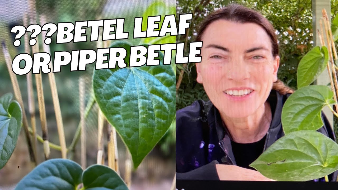 Съедобное комнатное растение — как вырастить дикую бетельную лиану и съесть ее