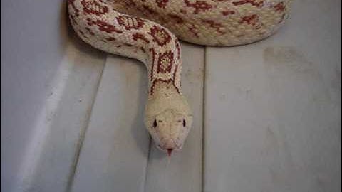 Pissed off Gopher Snake!