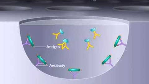 Principle of ELISA