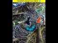 World’s Smartest Bird 🐦 || পৃথিবীর সবচেয়ে চালাক পাখি || #shorts #shortvideo