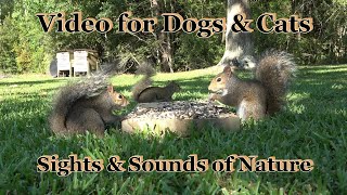 Video for Cats and Dogs - 5 Hours of Squirrels and Birds & Sounds of Nature