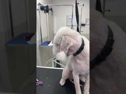 Matted bedlington transformation