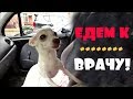 ЛОЖНАЯ БЕРЕМЕННОСТЬ и МАСТИТ * ОФИГЕЛА от ЦЕН в ВЕТКЛИНИКЕ * ЛиЛя в ГНЕВЕ!!!