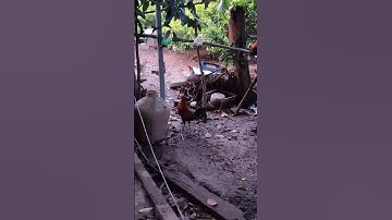 ae hợp giọng ib🐓 #thứcgàrừng86 #gàrừngtaitrắng #gàrừngrặc