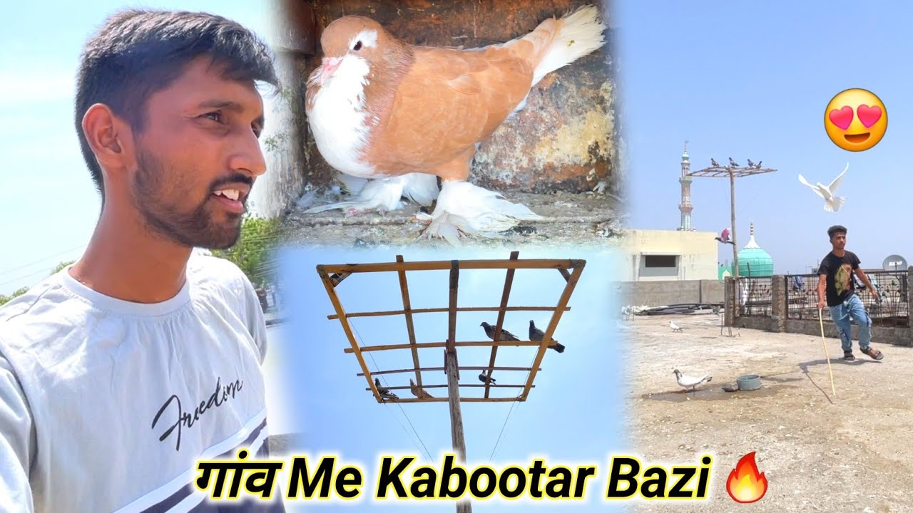 Gaon Me Bhi Kabootar Bazi Shuru Kar Diya🤩