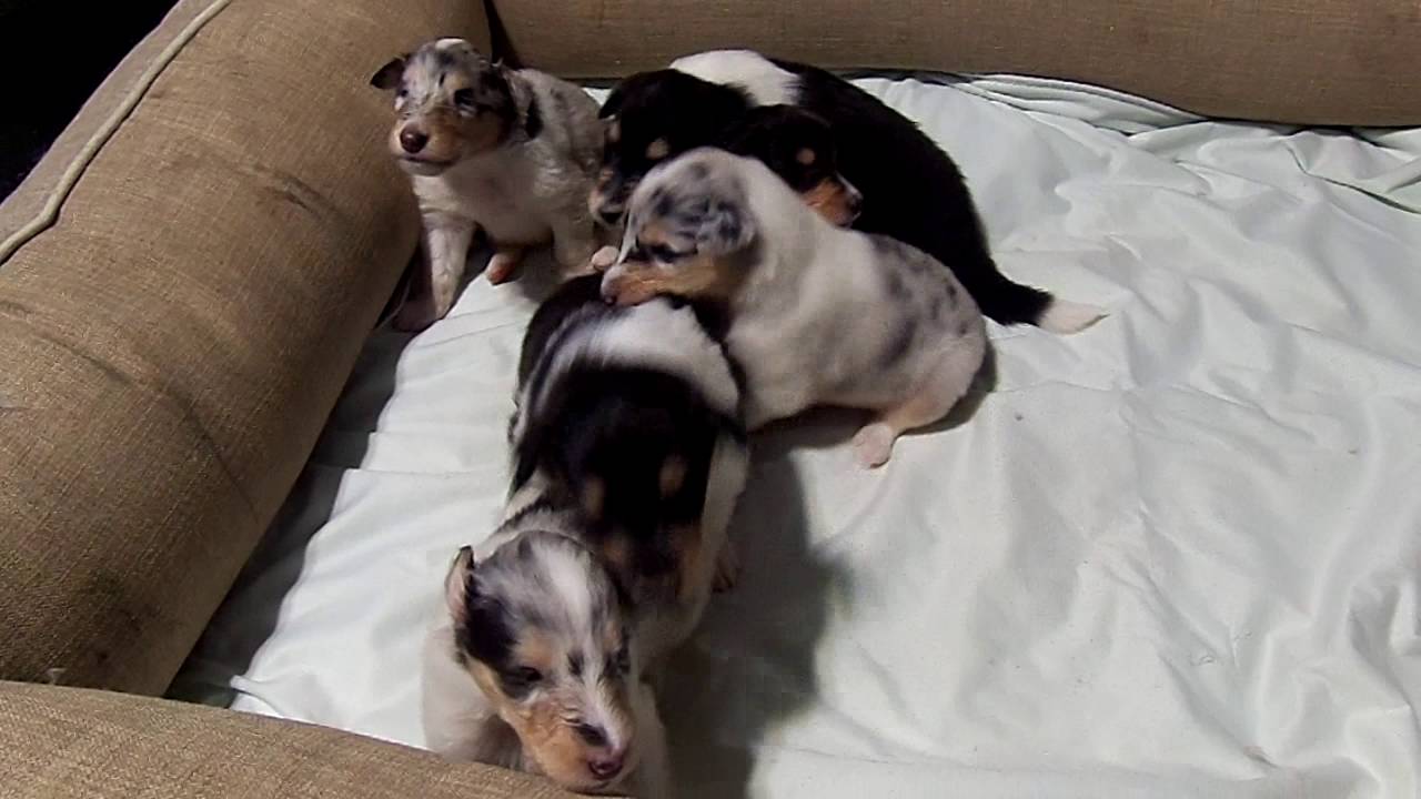 thorndale partners Khloe x Kade pups 3 weeks old