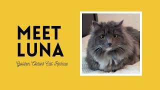 Adopt Luna at Golden Oldies Cat Rescue, Monterey CA! 😀