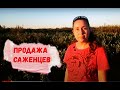 Предложение саженцев голубики осень 2020