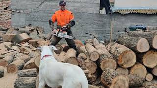 Stihl MSA 300 C with AP 500s battery.