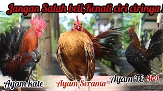 Perbedaan ayam kate dengan ayam serama dan ayam tema #edukasi #ayamhias