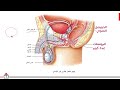 08 جهاز التكاثر الذكري الجزء الأول بكالوريا سوريا 