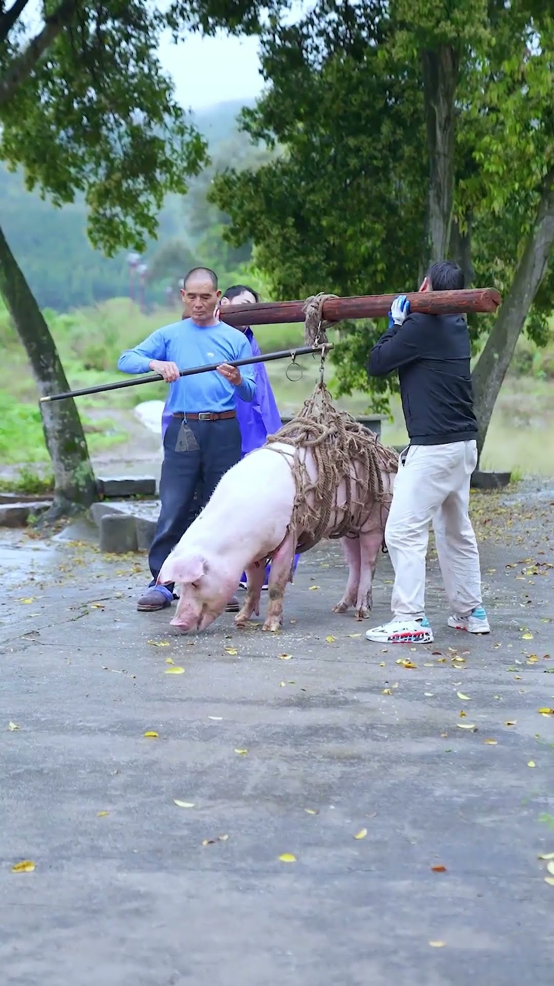 Fat Girl Boniu Is So Fat That Four People Can't Lift Her Up! #Shorts#Guige