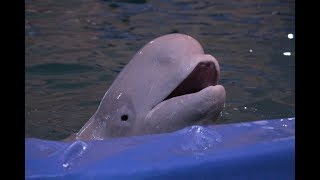 The Fate of Beluga Whales in Russian Traveling Dolphinariums