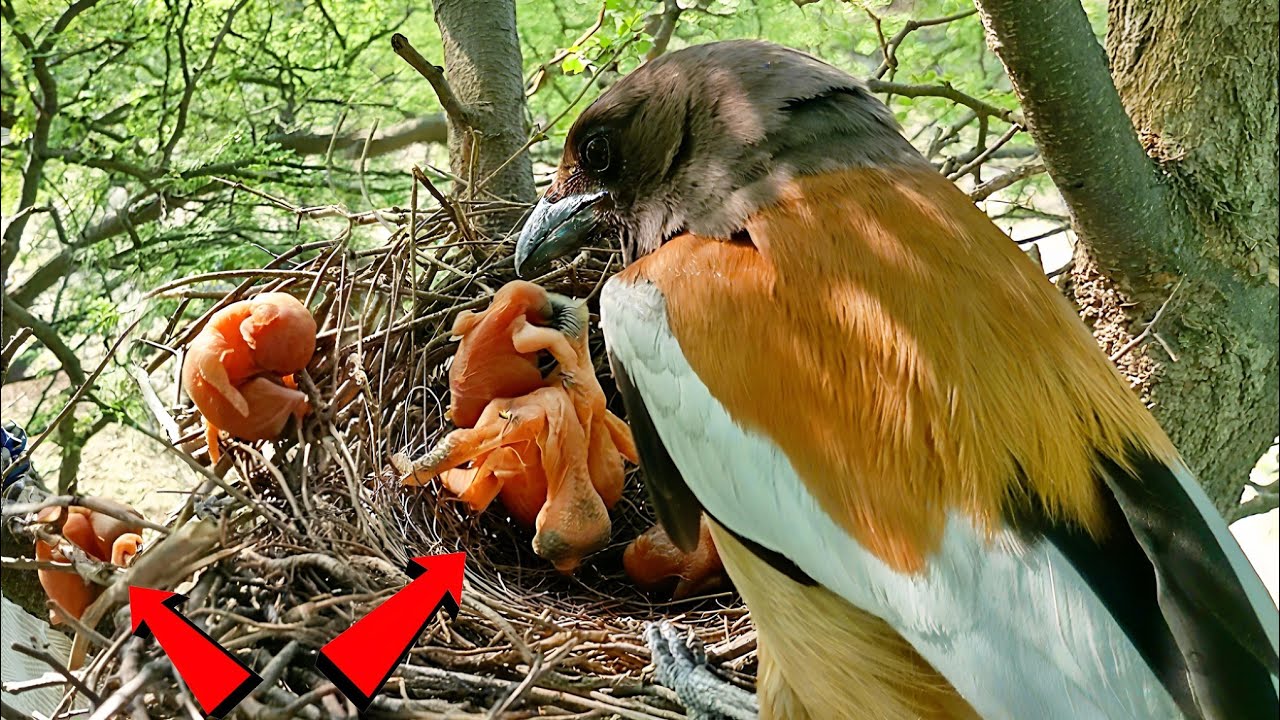 Cuckoo is throwing the babies out of the nest; the mom is watching ...
