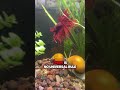 Solo tank or community tank?  #fish #fishkeepinghobby #fishtank #aquarium