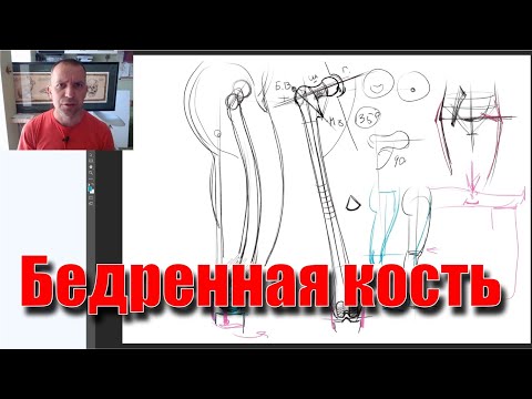 Видео: Нога: анатомия и функции костей и мышц, плюс диаграмма