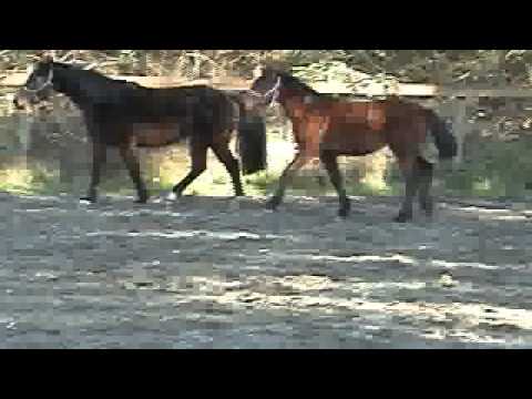 Fox Fire Farm's Holsteiner Mares and Youngsters Ka...