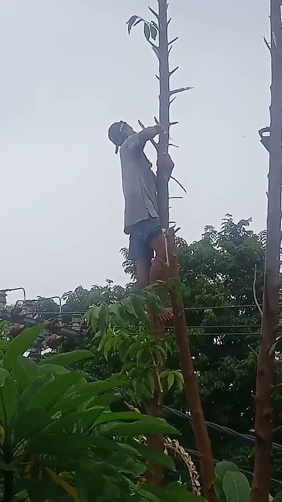 video lucu asli bikin ngakak, abang ini tebang pohon sampai gundul awas roboh😂😂