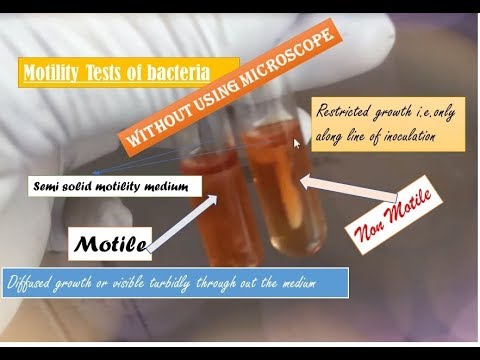 Motility test| Motility test of bacteria| Use of motility test medium| practical microbiology