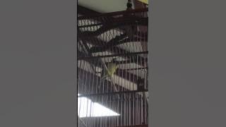 SAMYONG rasa Gereja Tarung VS Murai Batu #dj_samy