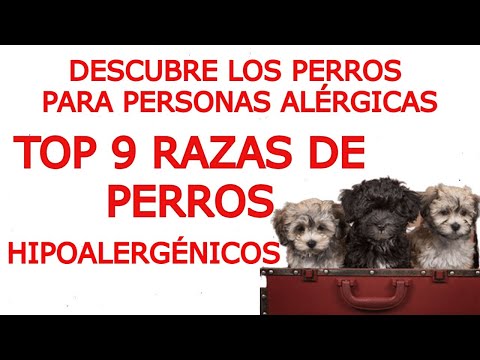 Video: Los peores perros para las personas alérgicas