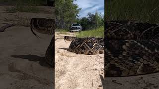 Diamondback Rattlesnake Rattles