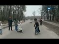 Жители Рязани заметили лису, перебегающую дорогу в центре города