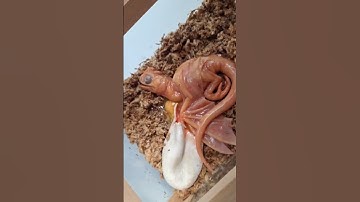 Thumbnail of Real dragons?