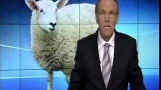 CARLA Saliva Test for sheep parasite resistance