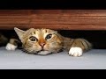 The very best and funniest CAT moments - Funny cat compilation