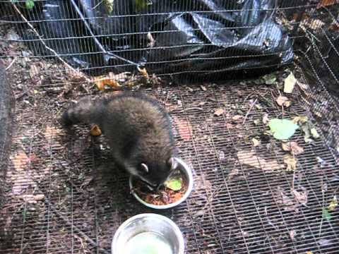 Orphaned baby raccoons climbing, eating, Animal Ad...