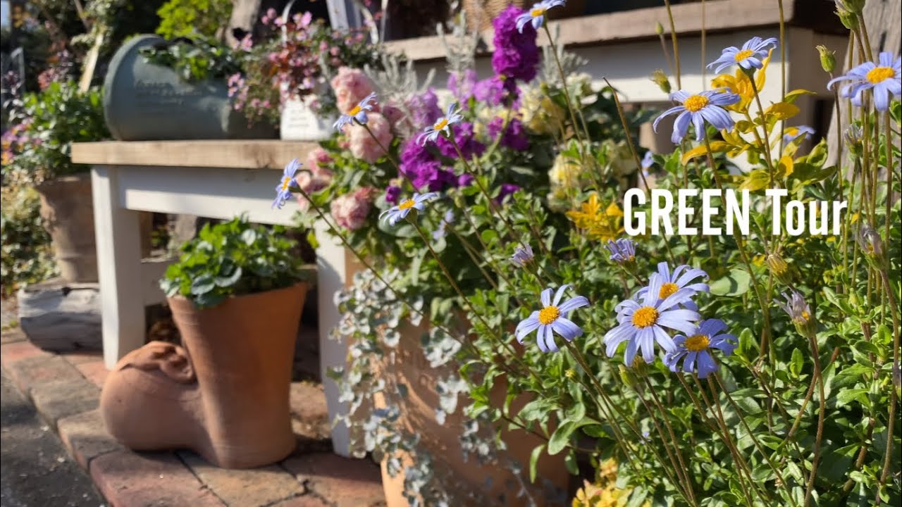 NHK人気講師の2025年もロマンチックな寄せ植えでつくる冬のお庭！パンビオ葉牡丹もモリモリに育つから春まで心トキメクお庭が作れるお洒落なお店 | ロベリア |  園芸/ガーデニング店巡り| 大阪/堺